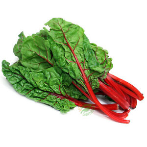 Aspilla - Azelga gorria (kg)