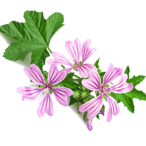Aspilla - Malva (sorta)